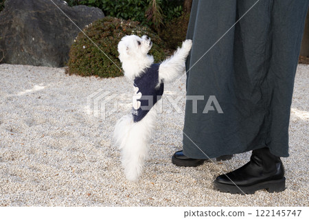 Maltese dog clinging to woman's leg Maltese dog clinging to woman's leg 122145747