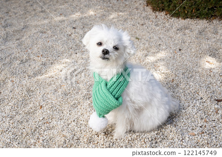 Maltese with a green scarf 122145749