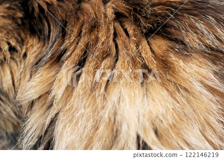 Closeup of a cats soft, fluffy fur highlights its beautiful texture Closeup of a cats soft, fluffy fur highlights its beautiful texture 122146219