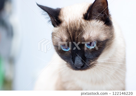 A detailed closeup photograph of a beautiful siamese cat with blue eyes 122146220