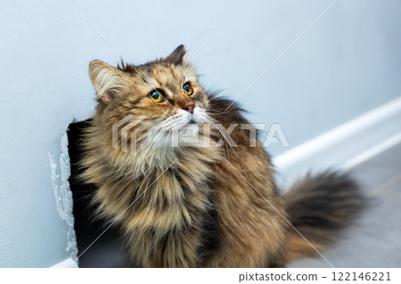 Close up of a cats face with adorable features and striking eyes 122146221