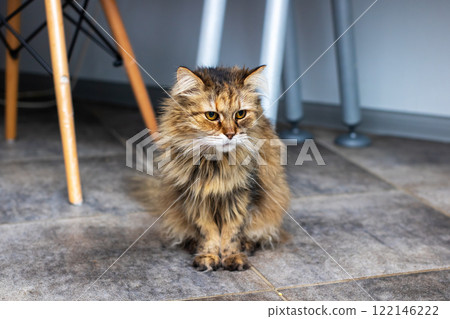 A Beautiful and Fluffy Cat Sitting Elegantly and Comfortably in a Cozy Indoor Setting at Home A Beautiful and Fluffy Cat Sitting Elegantly and Comfortably in a Cozy Indoor Setting at Home 122146222