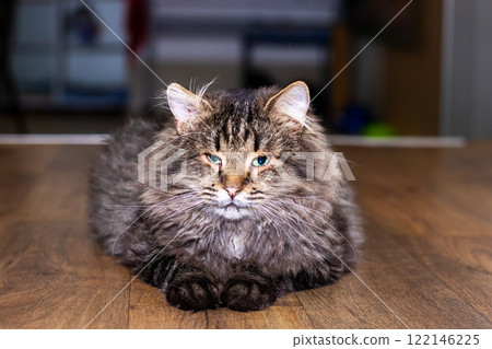 A fluffy cat peacefully resting on a warm wooden floor, creating a cozy atmosphere A fluffy cat peacefully resting on a warm wooden floor, creating a cozy atmosphere 122146225