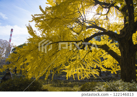 Yellow ginkgo trees at Kumogata Pond in Hibiya Park [Autumn image] 122146813