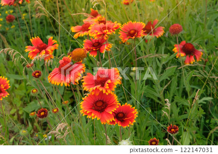 Gaillardia is blooming. Ornamental plant. Orange flower in meadow. Drought-resistant annual plant. Cottage garden. 122147031