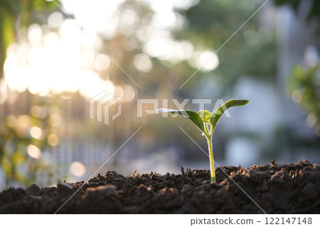 small growing sprout, backyard home garden small growing sprout, backyard home garden 122147148