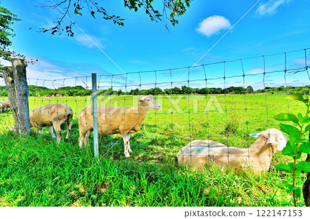 Scenery of a sheep farm (Ecorin Village, Eniwa City, Hokkaido) 122147153