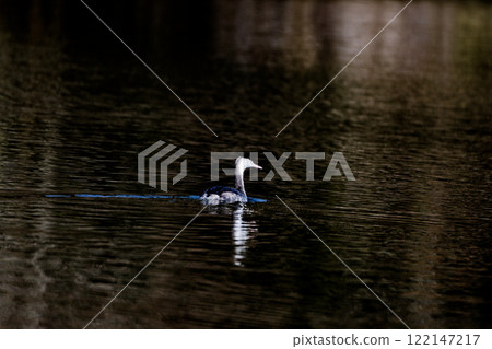 A Crested Grebe moving across calm water A Crested Grebe moving across calm water 122147217