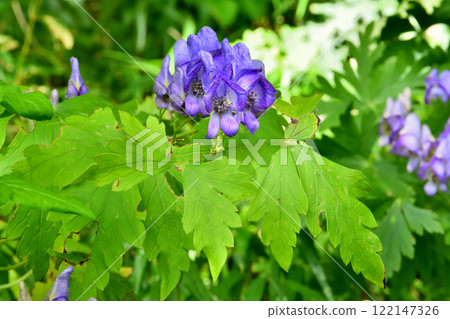 Aconite flower, notorious for being poisonous Aconite flower, notorious for being poisonous 122147326