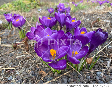 Close-Up of Vibrant Purple Crocuses Blooming in Early Spring Close-Up of Vibrant Purple Crocuses Blooming in Early Spring 122147327