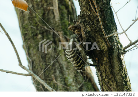 A Japanese Pygmy Woodpecker foraging on the trunk of an oak tree A Japanese Pygmy Woodpecker foraging on the trunk of an oak tree 122147328