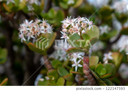 Crassula plant, Teguise, Spain Crassula plant, Teguise, Spain 122147393