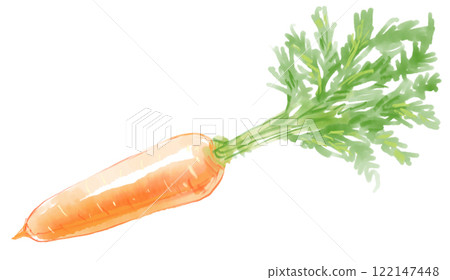 胡蘿蔔與新鮮葉子的水彩插圖 胡蘿蔔與新鮮葉子的水彩插圖 122147448