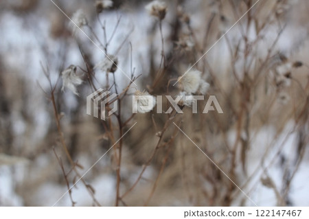 Stems of dried carduus plant on a blurred background during winter time. Stems of dried carduus plant on a blurred background during winter time. 122147467