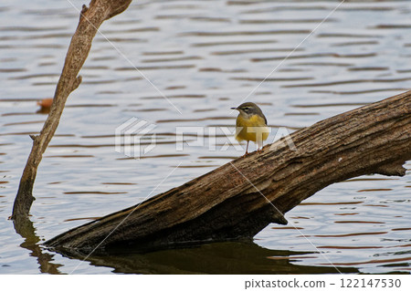鶺鴒，鶺鴒家族，棲息在水邊一棵倒下的樹上 122147530