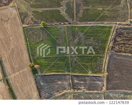 Green rice Fileds aerial view Thailand countryside Green rice Fileds aerial view Thailand countryside 122147639