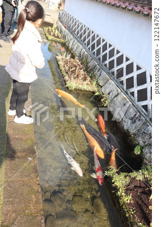 Carp in a moat in Tsuwano, Shimane Prefecture Carp in a moat in Tsuwano, Shimane Prefecture 122147672