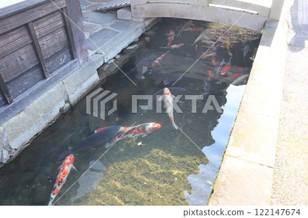 Carp in a moat in Tsuwano, Shimane Prefecture Carp in a moat in Tsuwano, Shimane Prefecture 122147674
