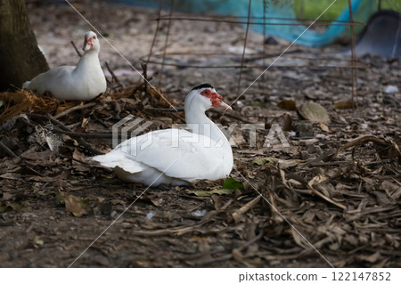The white duck in farm thailand 122147852