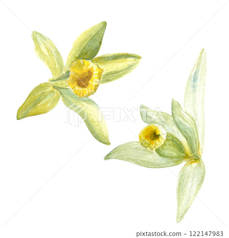 Vanilla orchid flower watercolor illustration isolated on white background. High quality hand drawn design element perfect for spice box, cafe menu, food packaging, recipes, label and logo decor Vanilla orchid flower watercolor illustration isolated on white background. High quality hand drawn design element perfect for spice box, cafe menu, food packaging, recipes, label and logo decor 122147983
