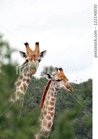 Cute couple of giraffes among green foliage of bushes 122148030