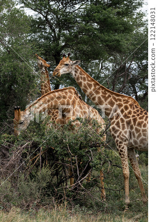 Three African giraffes eat leaves from a bush 122148031