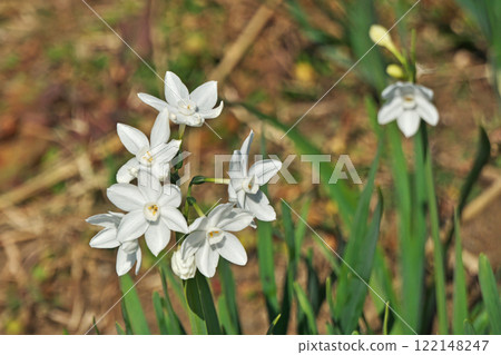 新春(冬季、一月、新春)盛開的小出川水仙花的白色花朵 新春(冬季、一月、新春)盛開的小出川水仙花的白色花朵 122148247