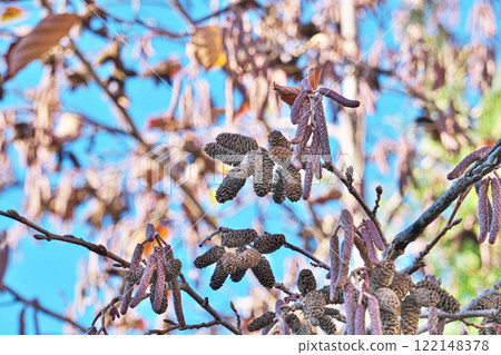Last year's fruit of the New Year's alder tree (winter, January, New Year) Last year's fruit of the New Year's alder tree (winter, January, New Year) 122148378
