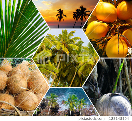 Coconut palm garden, ripe coconuts close up, beach and tropical landscapes. Collage. Coconut palm garden, ripe coconuts close up, beach and tropical landscapes. Collage. 122148394