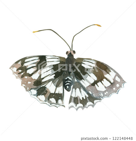 Grey and brown nymphalid Butterfly hand painted in watercolor and isolated on white background. Watercolor illustration. Suitable for cards, fabric printing and invitations. 122148448