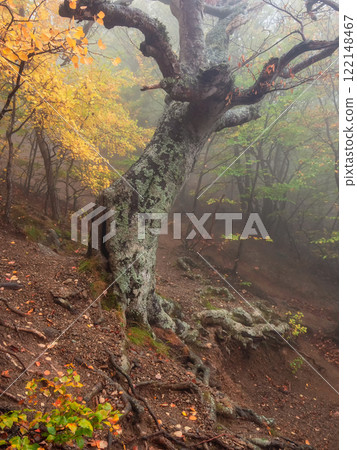 Trunk of an old beech tree on a mountainside. 122148467