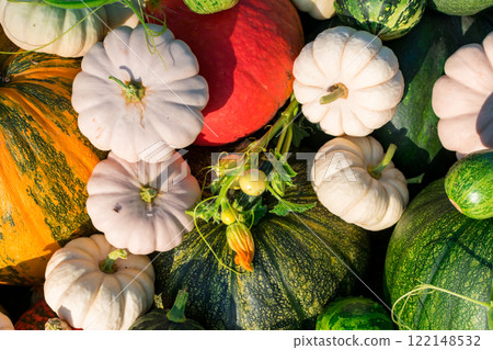 Many pumpkins of different varieties. Autumn harvest of pumpkin. Harvesting in the village. 122148532