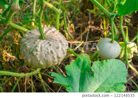 Two young decorative warty pumpkins on a bush in the garden. Agricultural season, agricultural concept. Harvesting. Two young decorative warty pumpkins on a bush in the garden. Agricultural season, agricultural concept. Harvesting. 122148535