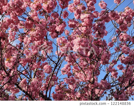 櫻花盛開在蔚藍的天空 122148836