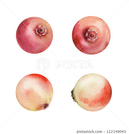 Cranberry lingonberry fruit, swamp forest berry bearberry teaberry wintergreen huckleberry hand drawn in watercolor. Botanical isolated elements illustration. Restaurant, cafe menu, farmers market 122149043