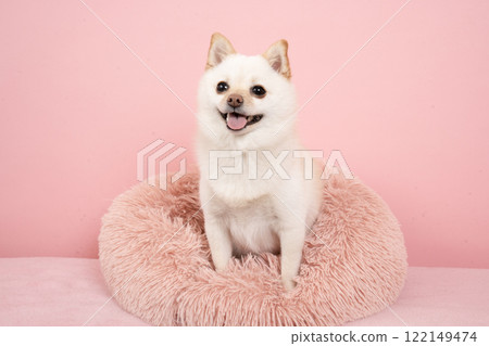 粉紅色背景和 Mame Pome 微笑的桃子 122149474