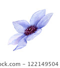 Watercolor Hand drawn clematis flower isolated on white background. Floral clipart element. Botanical illustration for greeting cards, wedding invitations, packaging, printing, scrapbooking 122149504