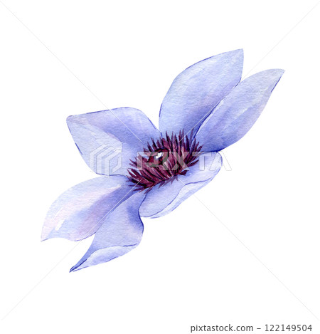 Watercolor Hand drawn clematis flower isolated on white background. Floral clipart element. Botanical illustration for greeting cards, wedding invitations, packaging, printing, scrapbooking Watercolor Hand drawn clematis flower isolated on white background. Floral clipart element. Botanical illustration for greeting cards, wedding invitations, packaging, printing, scrapbooking 122149504