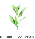 Watercolor Hand drawn greenery illustration isolated on white background. Botanical clipart element. Branch with leaves. Perfect for greeting cards, wedding invitations, packaging, scrapbooking 122149505