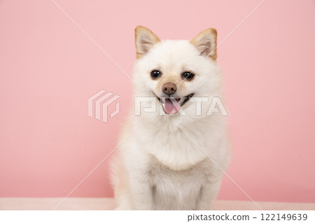 A close-up of Momo the smiling miniature pomegranate on a pink background 122149639
