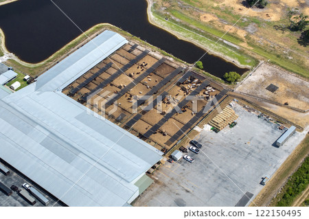 Cattle stockyard with meat cows. Feeding of livestock on farm feedlot in Florida rural area 122150495
