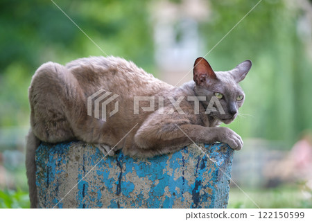 Big gray angry looking Sphinx breed stray cat resting on steet outdoors in summer Big gray angry looking Sphinx breed stray cat resting on steet outdoors in summer 122150599