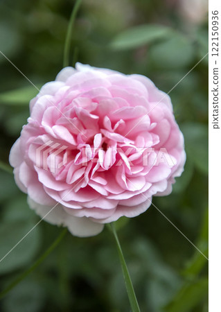 delicate pink rose on blurred background 122150936