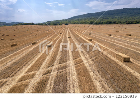 hay bales on the field after harvest. hay bales on the field after harvest. 122150939