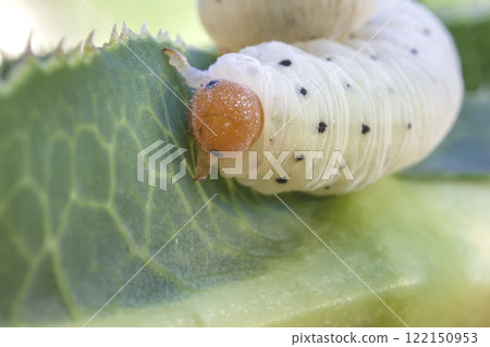 caterpillar on the green leaf caterpillar on the green leaf 122150953
