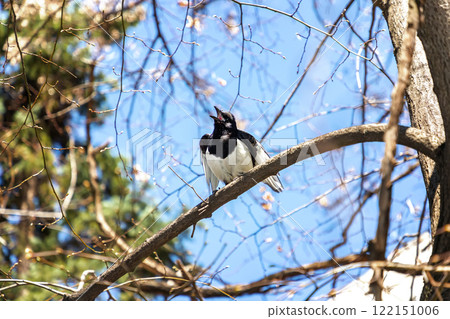 Common magpie  122151006