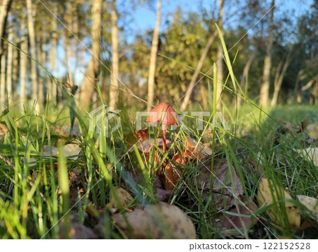 Autumn forest scene with mushroom and fallen leaves in sunlit meadow Autumn forest scene with mushroom and fallen leaves in sunlit meadow 122152528