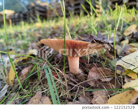 Mushroom in autumn forest surrounded by fallen leaves and grass Mushroom in autumn forest surrounded by fallen leaves and grass 122152529