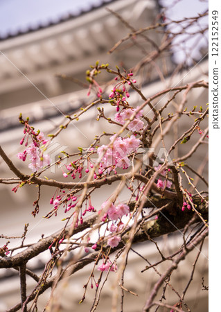 小田原城堡盛開 122152549