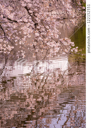 小田原城堡盛開 122152551